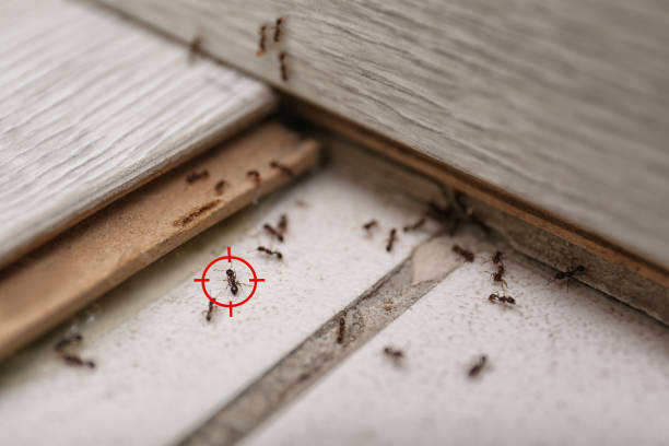 Best Exterminator Services  in Smyrna, GA