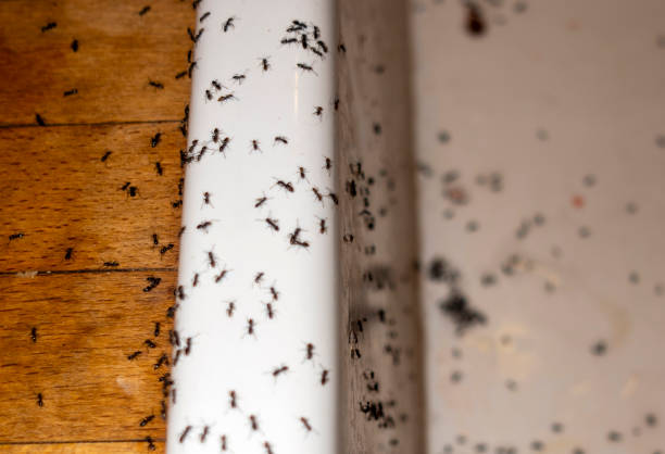 Best Bed Bug Extermination  in Smyrna, GA