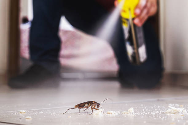 Best Flea Control Services  in Smyrna, GA