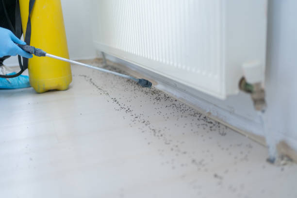 Best Wasp Removal Services  in Smyrna, GA